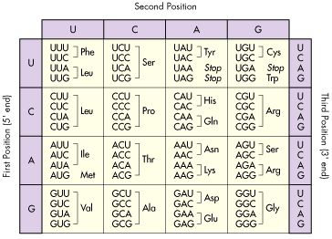 Codon Chart 